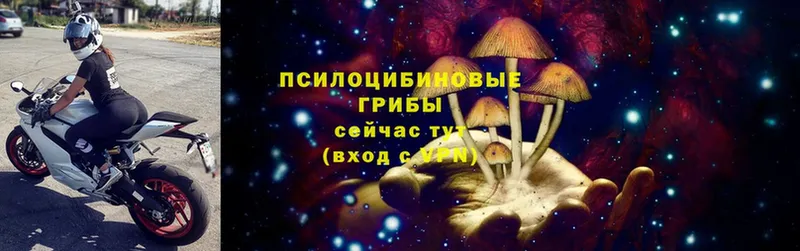 купить наркотик  MEGA tor  Галлюциногенные грибы Psilocybe  Ногинск 